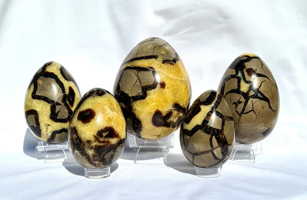 Septarian - DRAGONS EGGS -