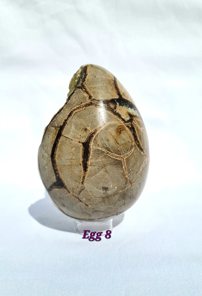 Septarian - DRAGONS EGGS -