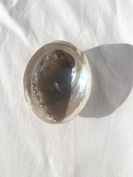 Abalone Shell - Extra large